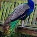 Passadena Peacock by helenw2