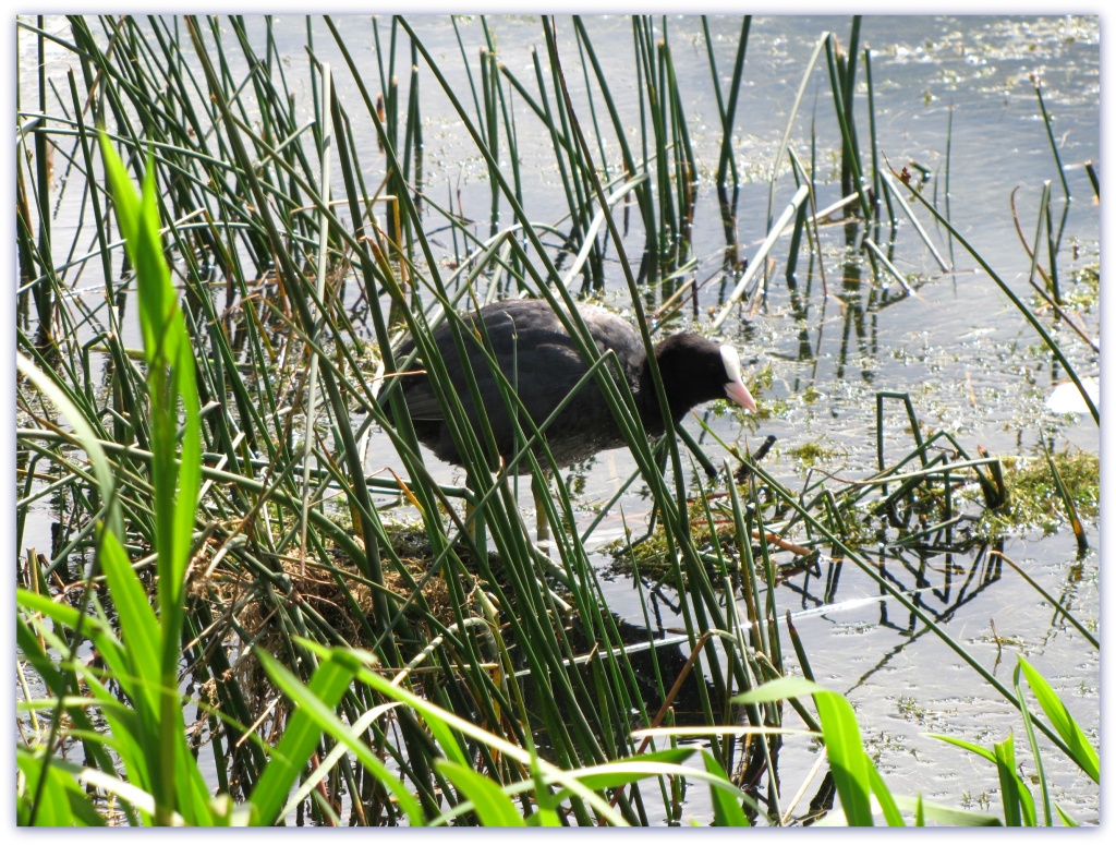 Coot in the sun by busylady