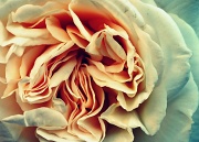 24th Jun 2012 - Rose