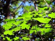 24th Jun 2012 - Green Leaves