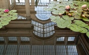 23rd Jun 2012 - The Great Conservatory in a lily pool