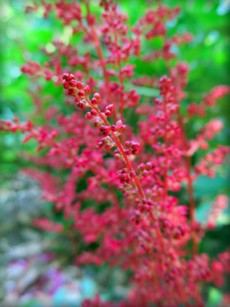 Red Astilbe by paintdipper