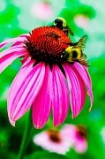 24th Jun 2012 - Bee Happy