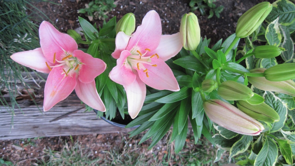 Asiatic lily for Dad's garden by kchuk