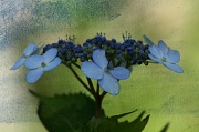 24th Jun 2012 - Blue Lace Hydrangea