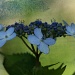 Blue Lace Hydrangea by lauriehiggins