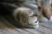24th Jun 2012 - My paw