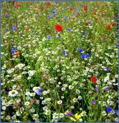 24th Jun 2012 - Wildflower Heaven