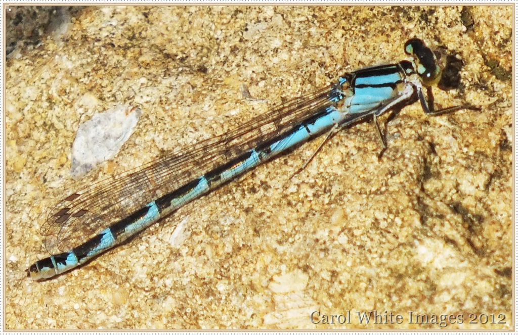 Damselfly by carolmw