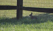 23rd Jun 2012 - Bunny
