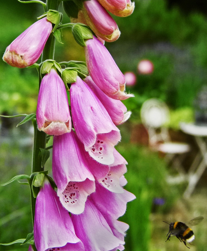 the final approach (bumble bee and foxglove) by jantan