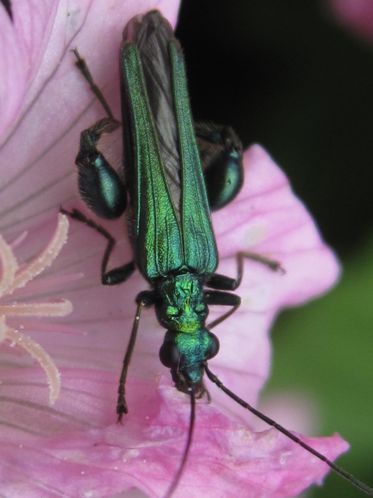 green bug by mariadarby
