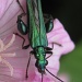 green bug by mariadarby