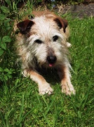 25th Jun 2012 - Meet my 'puppy' dog Briscoe