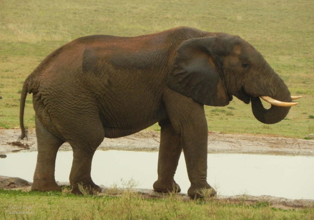 Gorah Elephant by salza