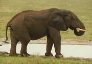 20th Jun 2012 - Gorah Elephant