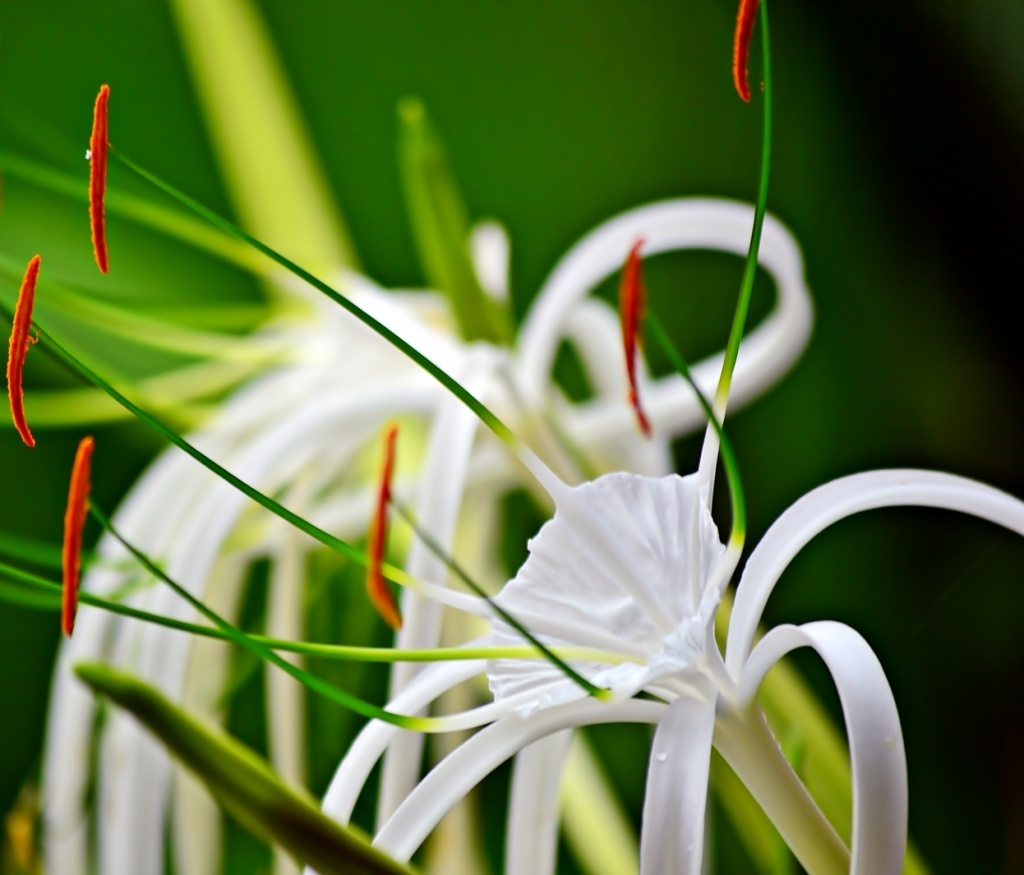 Beach Spider Lily (many thanks to Livia for researching its name!) by soboy5