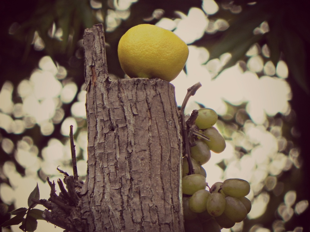 Fruit by mej2011