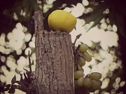 25th Jun 2012 - Fruit