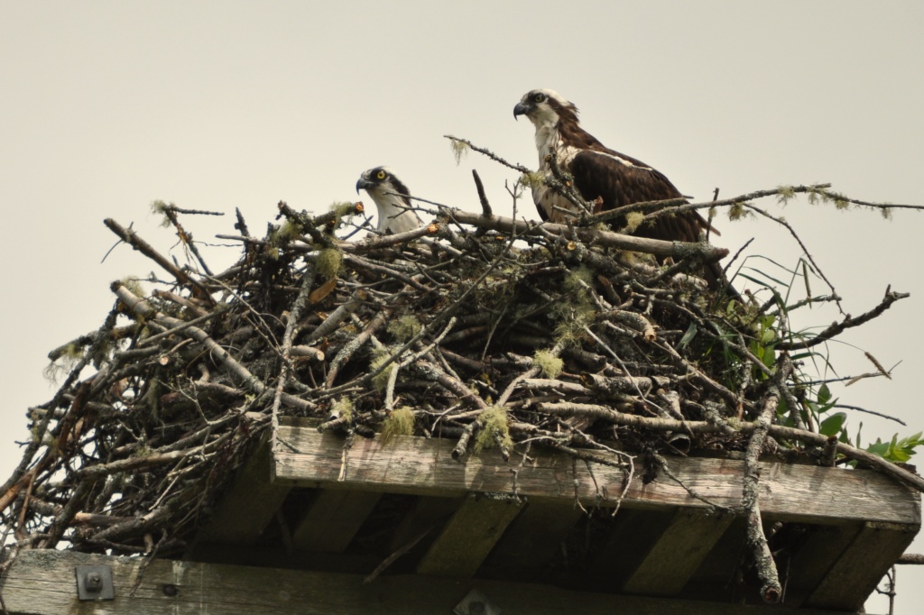 Osprey Nest by Weezilou