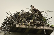 25th Jun 2012 - Osprey Nest