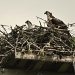 Osprey Nest by Weezilou