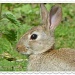 Rabbit lazing in the sunshine but a bit wary of me! by rosiekind