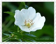 25th Jun 2012 - White Dog Rose