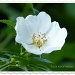 White Dog Rose by rosiekind