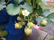 22nd Jun 2012 - Ive Got Strawberries