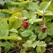 Little strawberries by overalvandaan