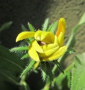 26th Jun 2012 - Žuti cvijet