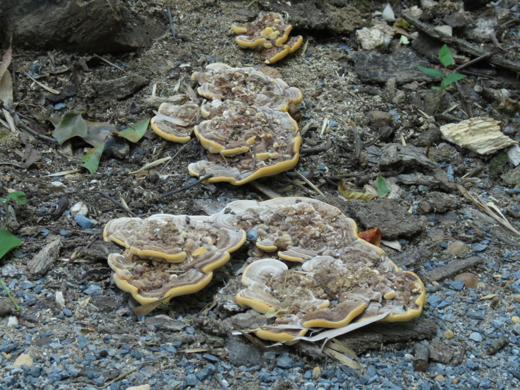 Fungus Among Us by grammyn
