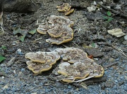 25th Jun 2012 - Fungus Among Us