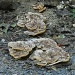 Fungus Among Us by grammyn