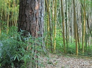 25th Jun 2012 - Bamboo Forest
