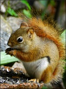 25th Jun 2012 - Red Squirrel