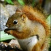 Red Squirrel by paintdipper