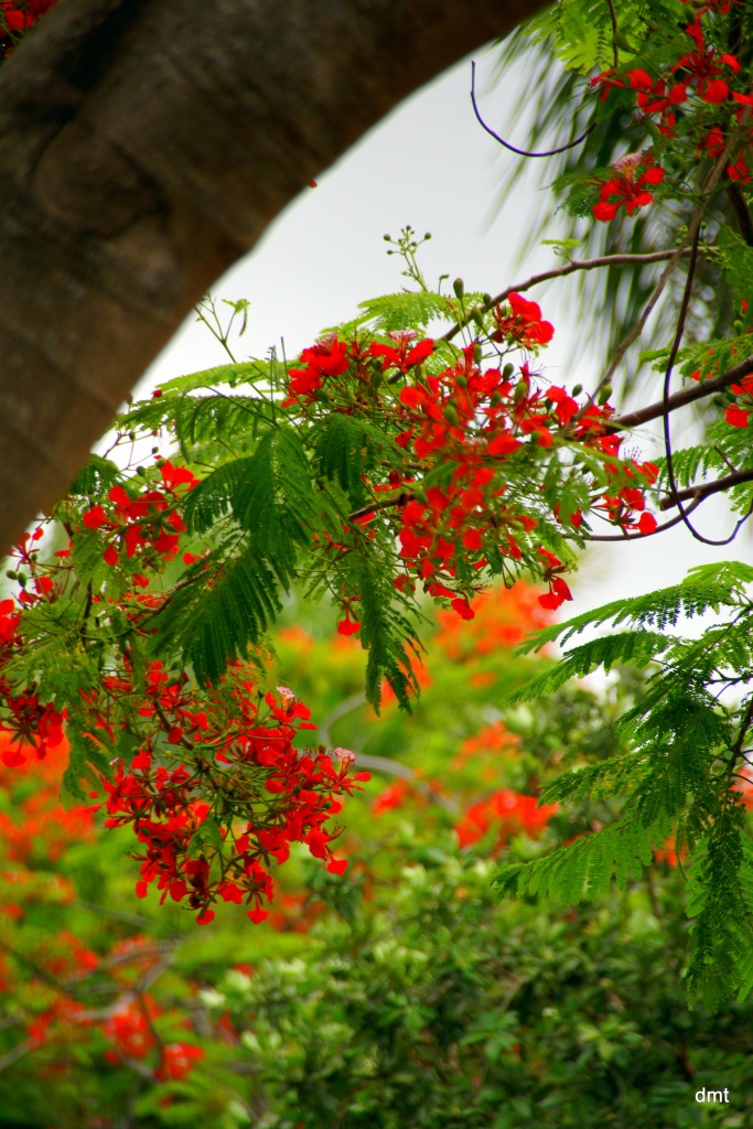 Royal Poinciana by danette