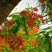 Royal Poinciana by danette
