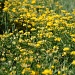 177 Weeds or wildflowers? by pennyrae