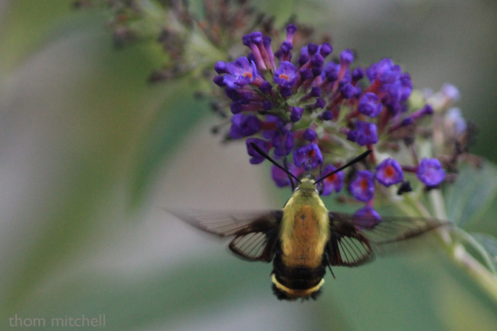Snowberry Clearwing by rhoing