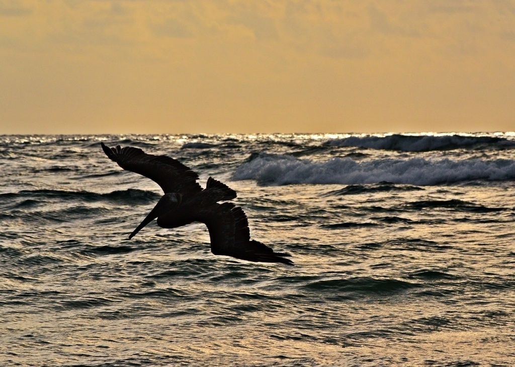 Gliding Pelican by soboy5