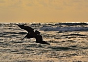 26th Jun 2012 - Gliding Pelican