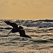 Gliding Pelican by soboy5