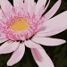 Pink Daisy by salza