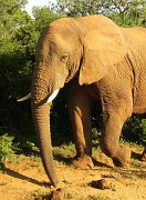 22nd Jun 2012 - Bull Elephant