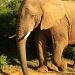Bull Elephant by salza