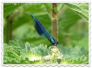 26th Jun 2012 - Blue butterfly