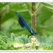 Blue butterfly by rosiekind